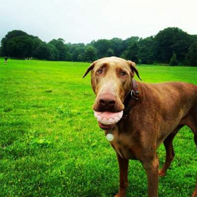 Собака с букетом в зубах фото
