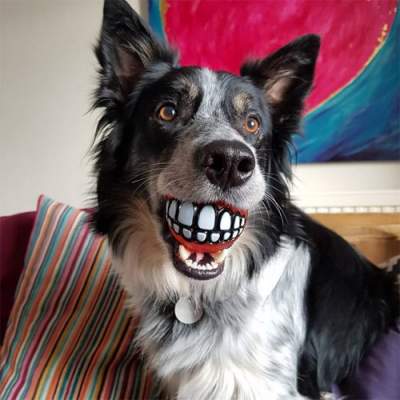 Новый тренд: собак фоткают с забавным мячиком в зубах