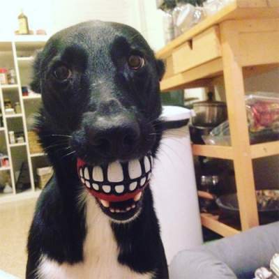 Новый тренд: собак фоткают с забавным мячиком в зубах