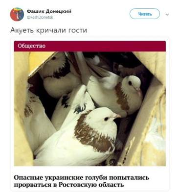 РосСМИ насмешили рассказом об опасных украинских голубях