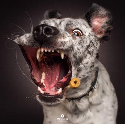 Смешная подборка эмоций у собак, когда они ловят лакомство