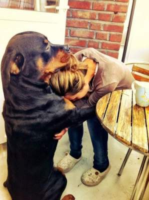 Милые снимки, доказывающие, что собаки — самые верные друзья