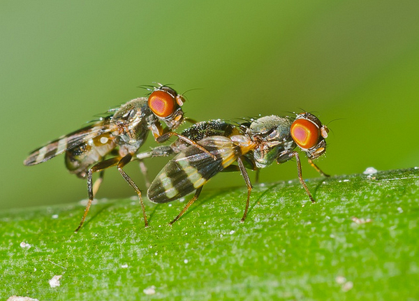 Самки мух питаются спермой своих самцов