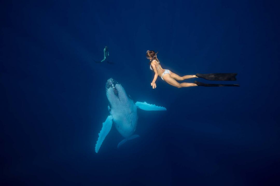 Удивительные подводные фотографии от Скотта Уилсона