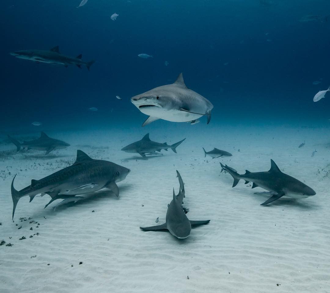 Удивительные подводные фотографии от Скотта Уилсона