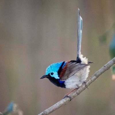 Фотограф из Австралии показал красоту птиц. Фото
