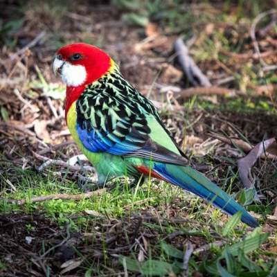 Фотограф из Австралии показал красоту птиц. Фото