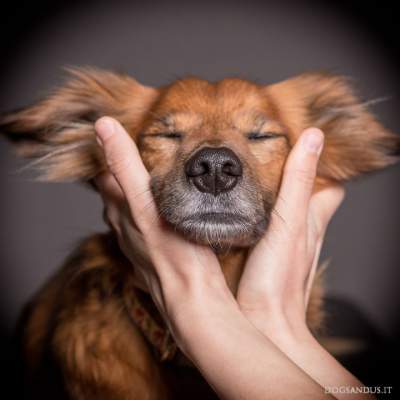 Портреты собак от этих фотографов способны поднять настроение. Фото