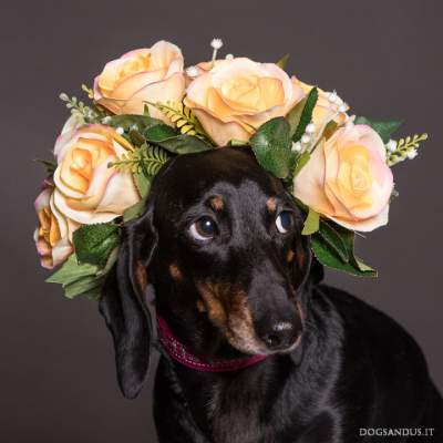 Портреты собак от этих фотографов способны поднять настроение. Фото