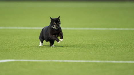 Черный кот устроил шоу во время матча на чемпионате Голландии