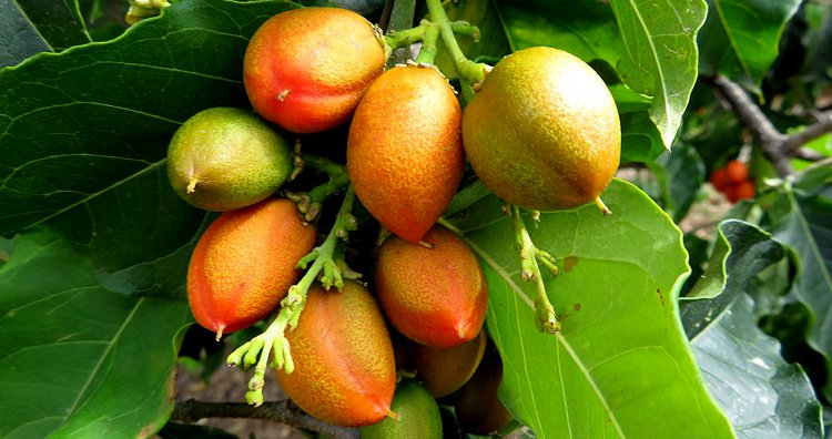 10 малоизвестных фруктов
