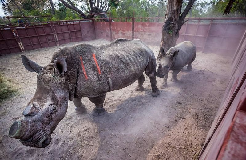 Спасение носорогов, у которых браконьеры отпилили рога