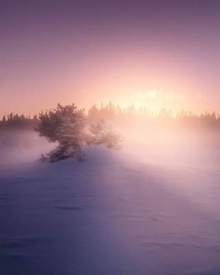 Леса Норвегии в ярких снимках. Фото