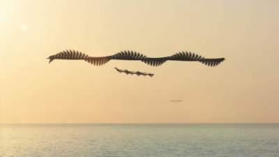 Движение птиц в необычном фотопроекте. Фото