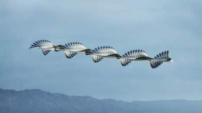 Движение птиц в необычном фотопроекте. Фото