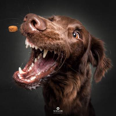 Ловящие еду собаки, стали героями веселой фотосессии