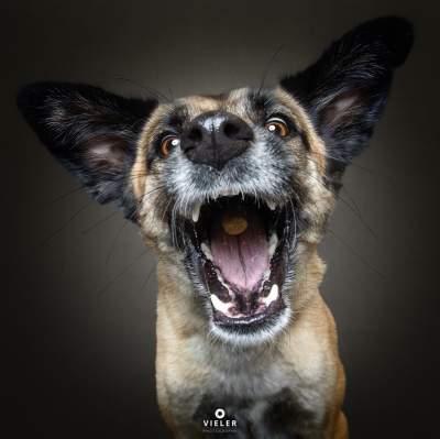 Ловящие еду собаки, стали героями веселой фотосессии