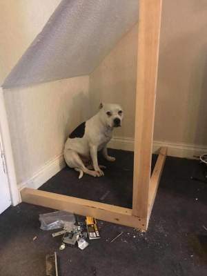 Мужчина построил целый домик для собаки, у которой проблемы с доверием