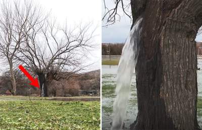 Чудо природы: в Черногории из дерева начал бить фонтан. Фото