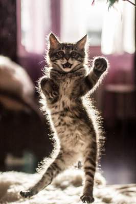 Танцующие кошки в потешных фотках