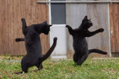 Танцующие кошки в потешных фотках
