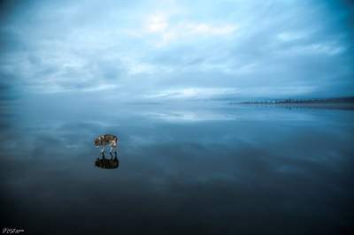 Фотограф впечатлил снимками гуляющих по воде хаски. Фото