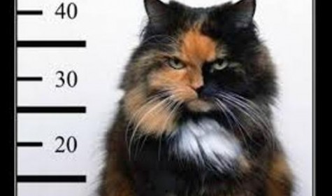 В Швеции агрессивного кота заключили под стражу
