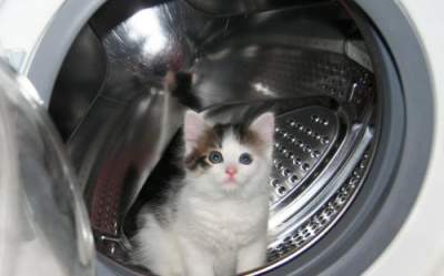 Австралийка случайно постирала котенка в стиральной машинке