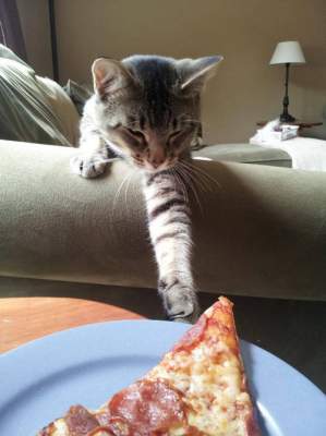 Забавные фотки котов, умеющих себя прокормить
