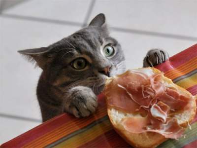 Забавные фотки котов, умеющих себя прокормить