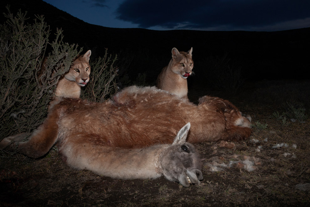 Победители 62-го международного конкурса World Press Photo 2019