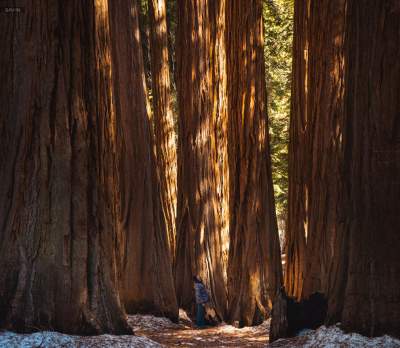 В этом национальном парке растут самые большие деревья на планете. Фото