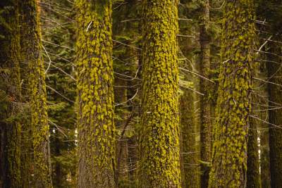 В этом национальном парке растут самые большие деревья на планете. Фото