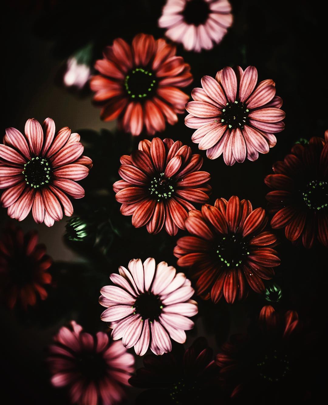 Красота цветов на фотографиях Хико Такахаси