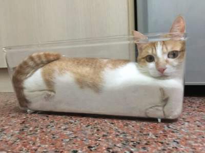 Потешные фотки котов, которым плевать на законы физики