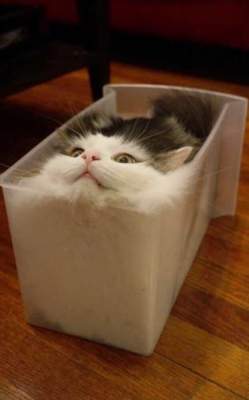 Потешные фотки котов, которым плевать на законы физики