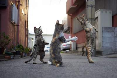 Сеть развеселили коты, которые любят танцевать