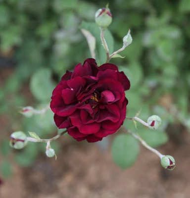 В Турции зацвели черные розы. Фото