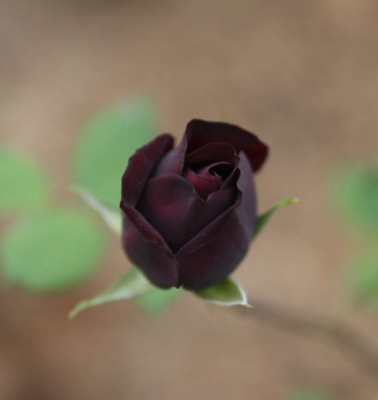 В Турции зацвели черные розы. Фото