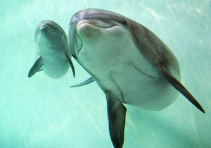 Неизвестные силой захватили севастопольский дельфинарий 