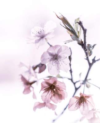 Мир цветов от талантливого фотографа-самоучки из Японии. Фото