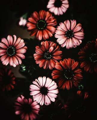 Мир цветов от талантливого фотографа-самоучки из Японии. Фото