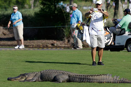 Трехлапый аллигатор посетил турнир по гольфу
