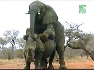 Комиссия ООН по преступности занялась проблемами слонов и носорогов
