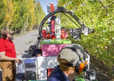В Сети показали, как роботы собирают яблоки в Новой Зеландии. Фото 