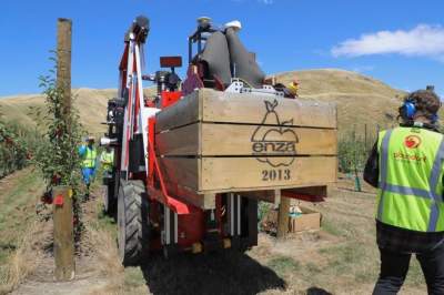 В Сети показали, как роботы собирают яблоки в Новой Зеландии. Фото 