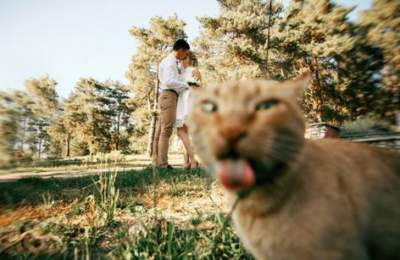 Прикольные коты, обожающие портить фотки