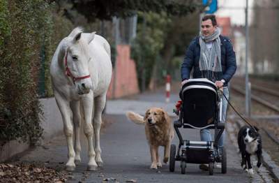 Жители немецкого городка каждое утро наблюдают гуляющую по улицам лошадь