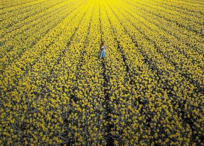 Сезон тюльпанов в Нидерландах в ярких снимках. Фото
