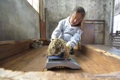 В китайском питомнике родились уссурийские тигрята. Фото 